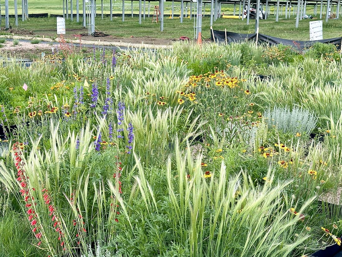 A mixture of textural grasses and colorful wildflowers