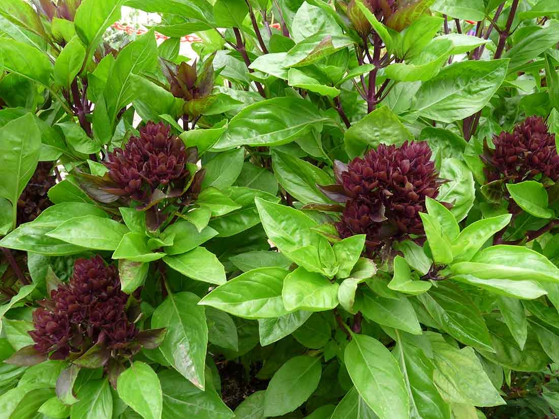 Green plant with burgundy flowers