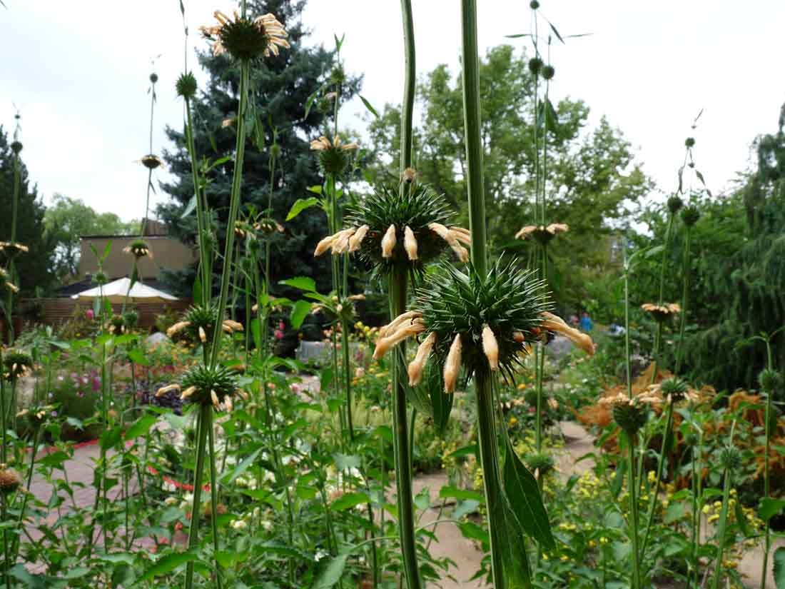 Lion’s ear features perfect ball-shaped structures that adorn the tall main stem with small orange flowers protruding out of each ball. 
