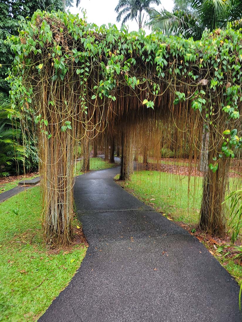 Path through trees in Singapore Botanic Gardens