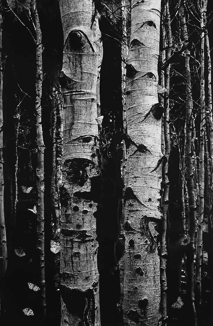 Charcoal drawing of the trunks of two trees