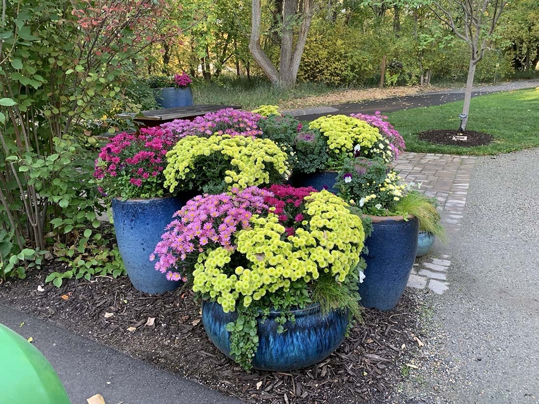 containers with multi-colored mums