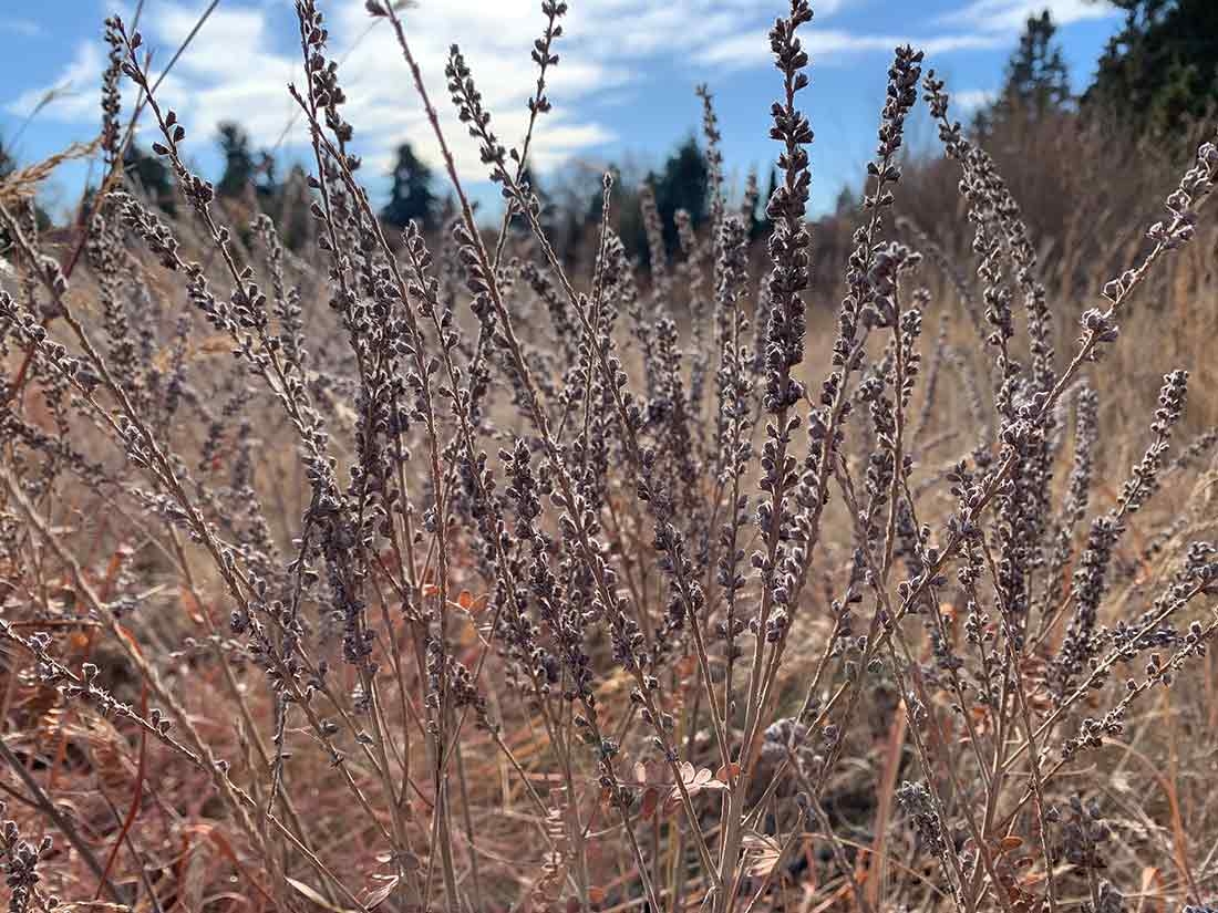 Brown seedheads with a bright blue sky and white clouds behind the seedheads