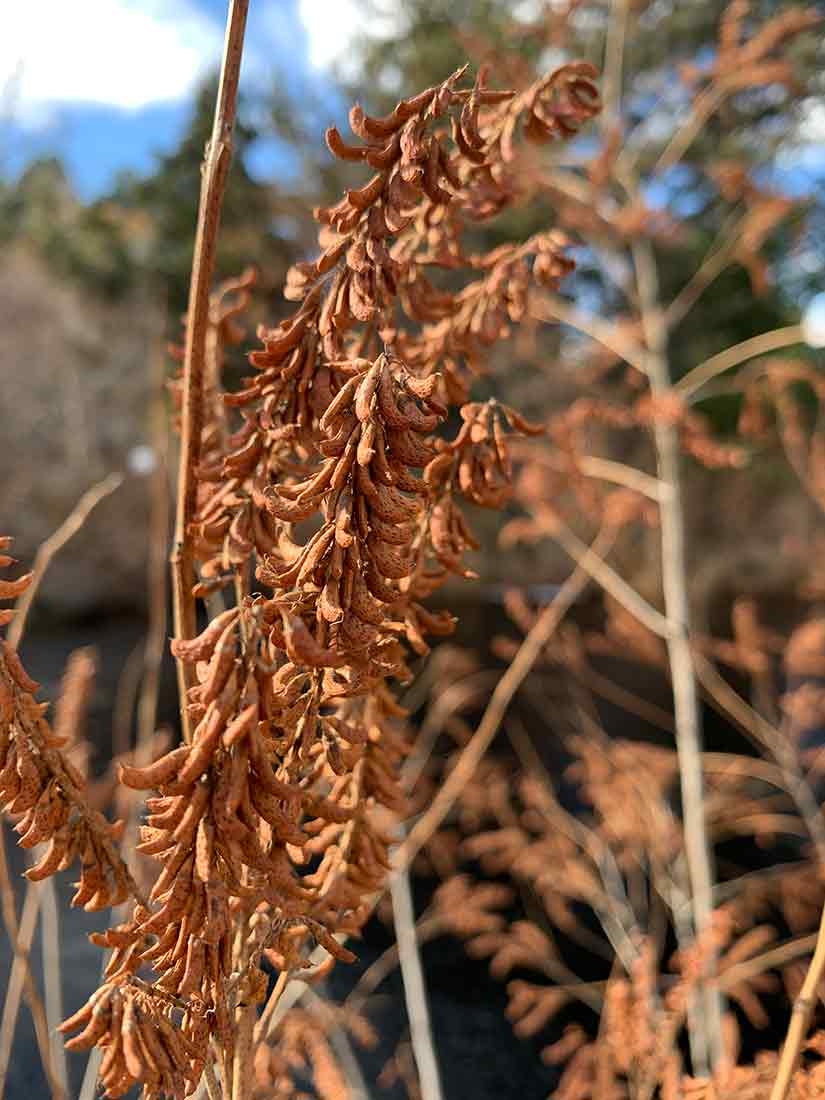 Latte colored seedheads 
