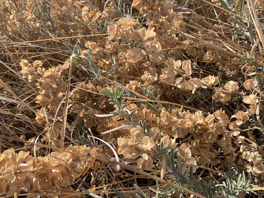 Light brown seedpods 