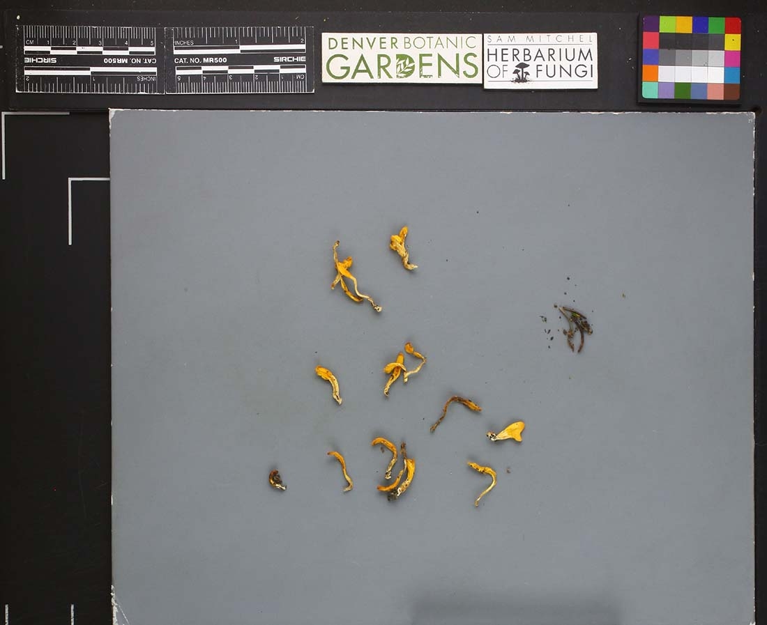 Specimen sample of fungi