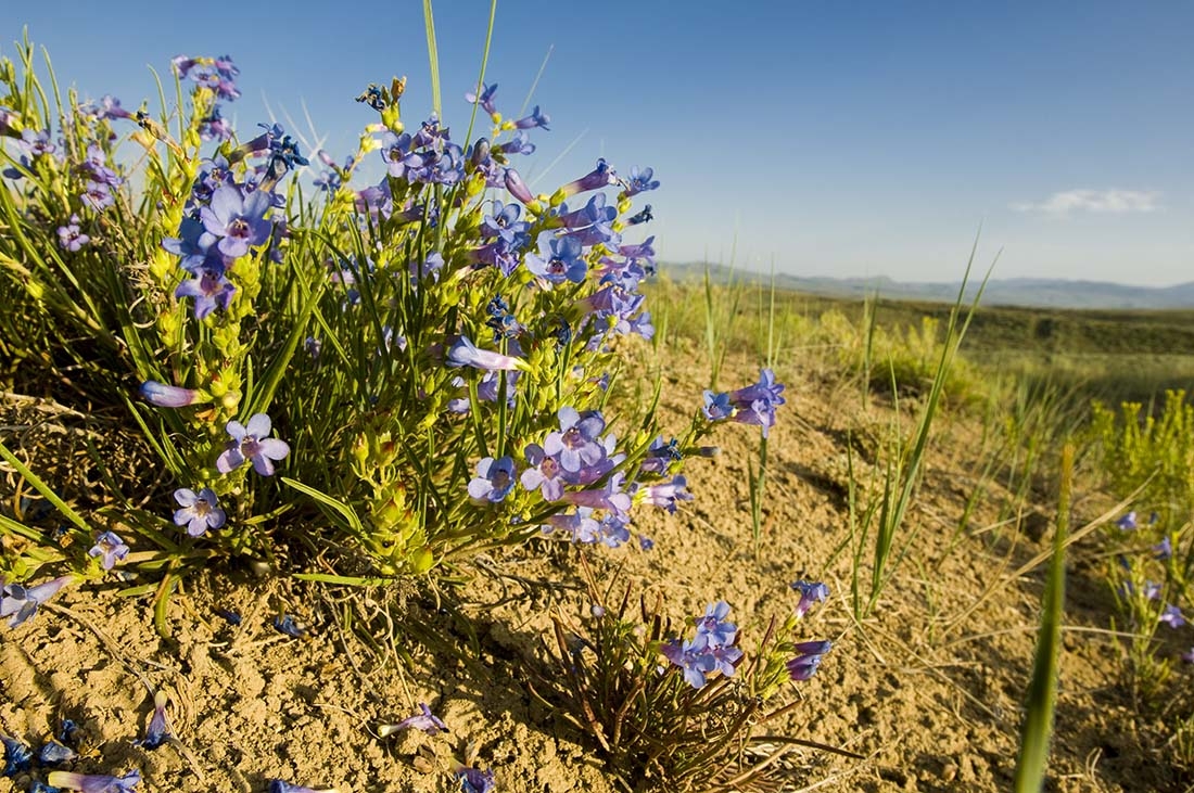a tuft of purple plants with grassy landscape behind