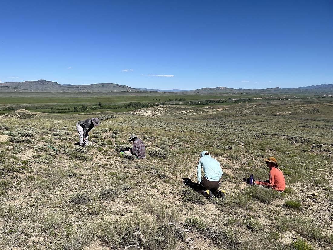 Researchers looking at plants with mountain in background