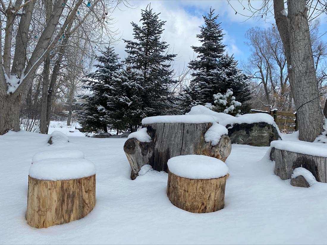 Tree stumps in winter