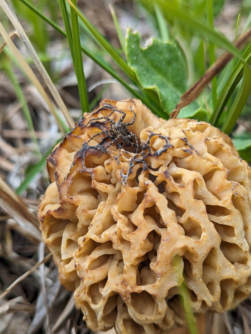 morel with wolf spider