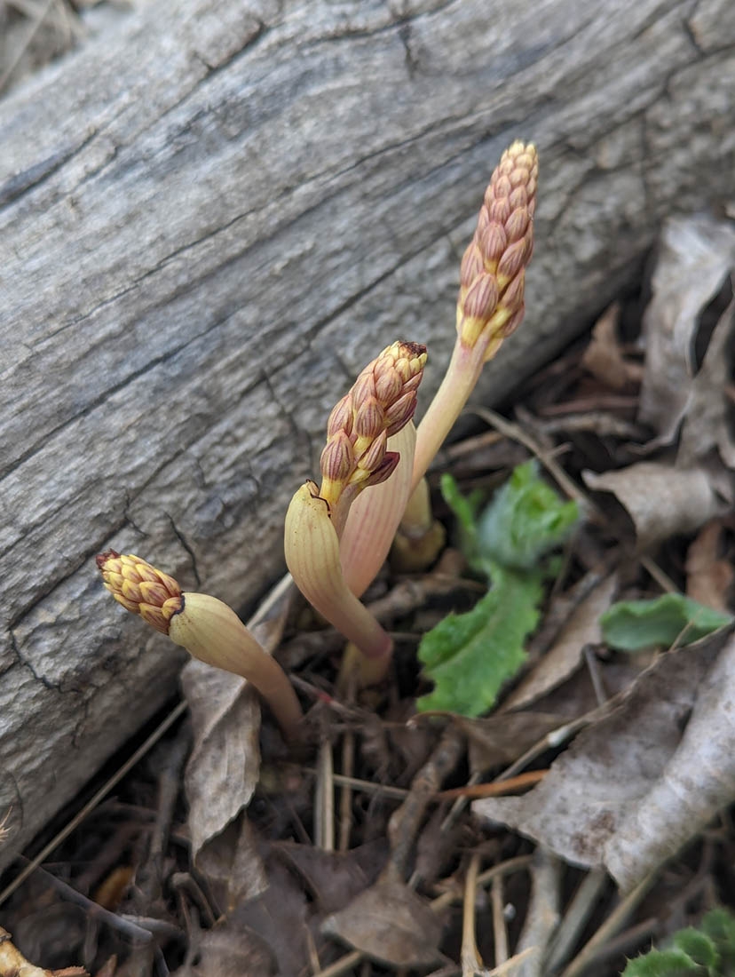 striped coralroot