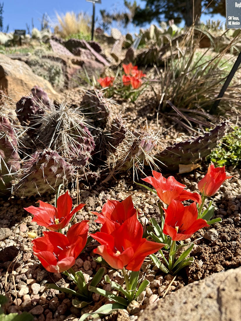 Red tulips among cacti