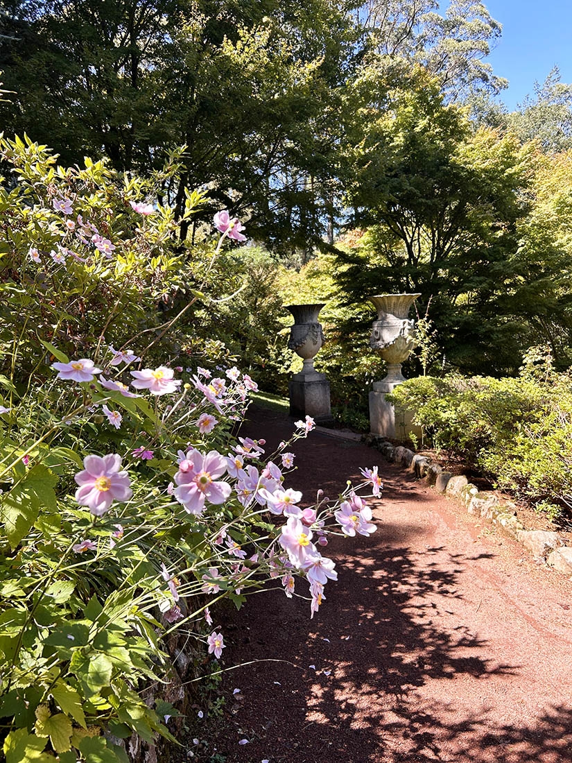 delicate pink flowers in foreground with a brick path