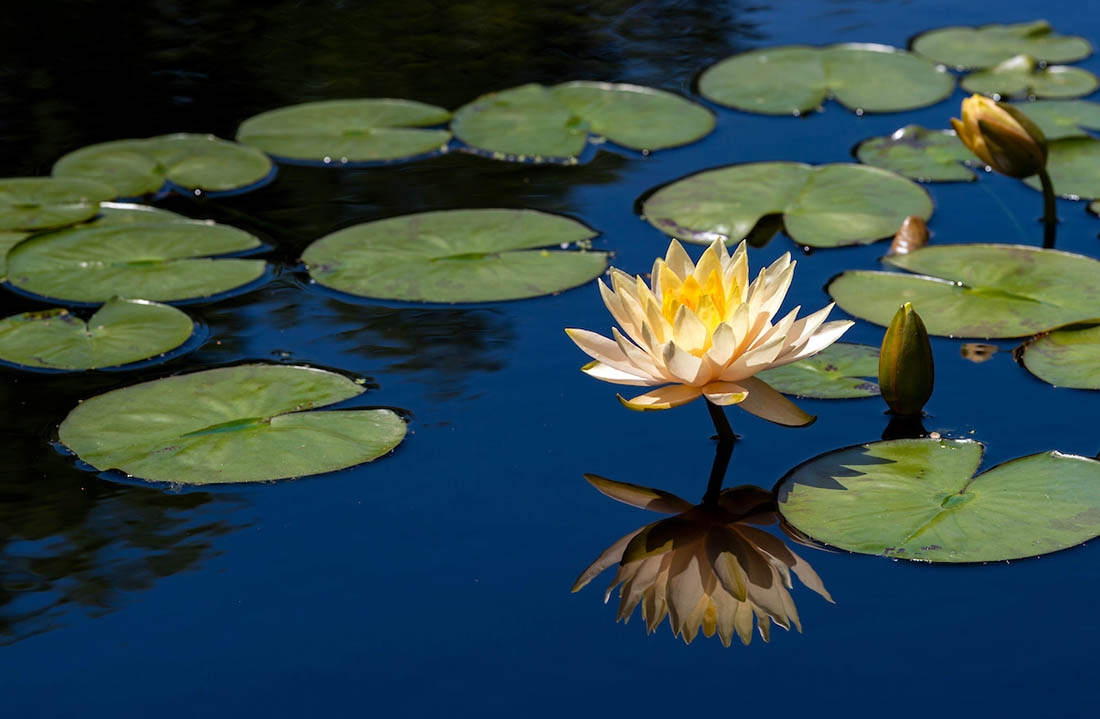 water lily reflected in a blue pool of water