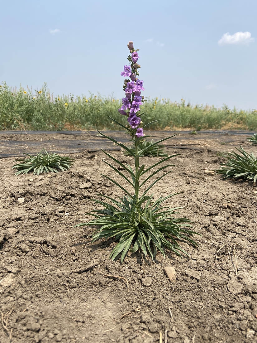 A blooming penstemon with purple flowers