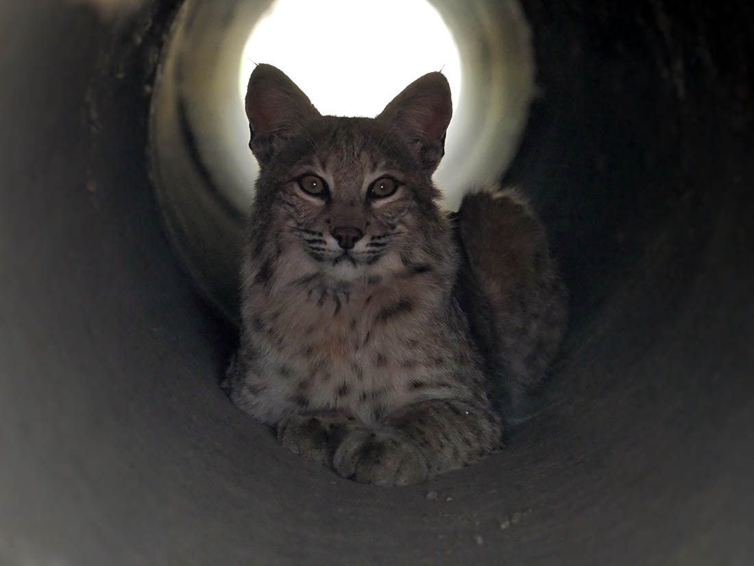Bobcat in a culvert tunnel