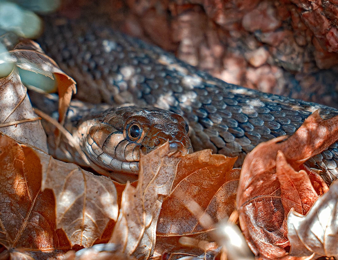 garter snake curled in dappled shade