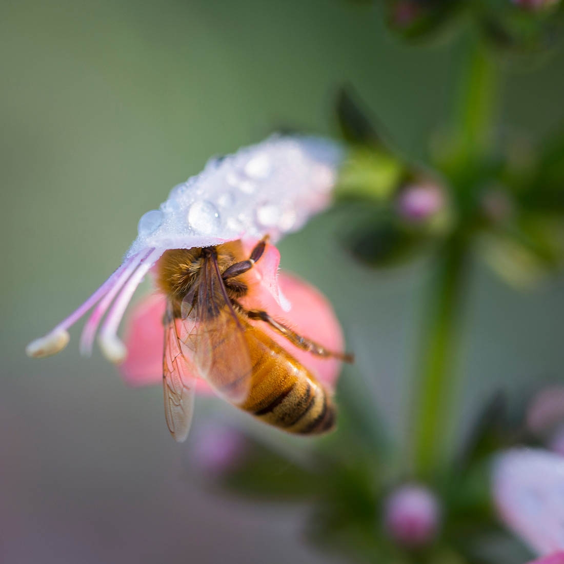 a bee in a dew-dappled blossom