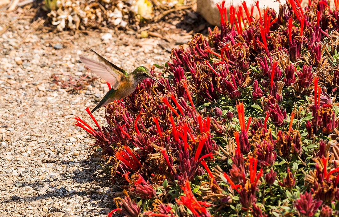 Hummingbird hovers over bright red blooms