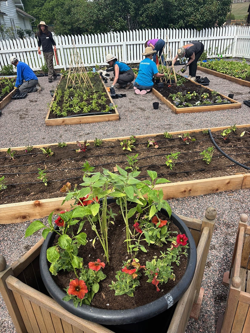 People planting herbs in new garden beds.