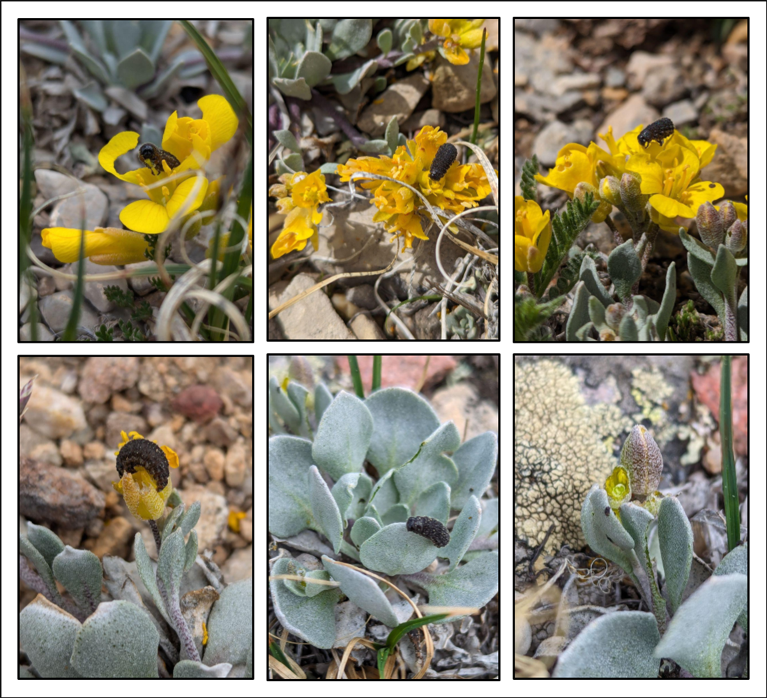 grid of photos with larvae on Avery Peak Twinpod