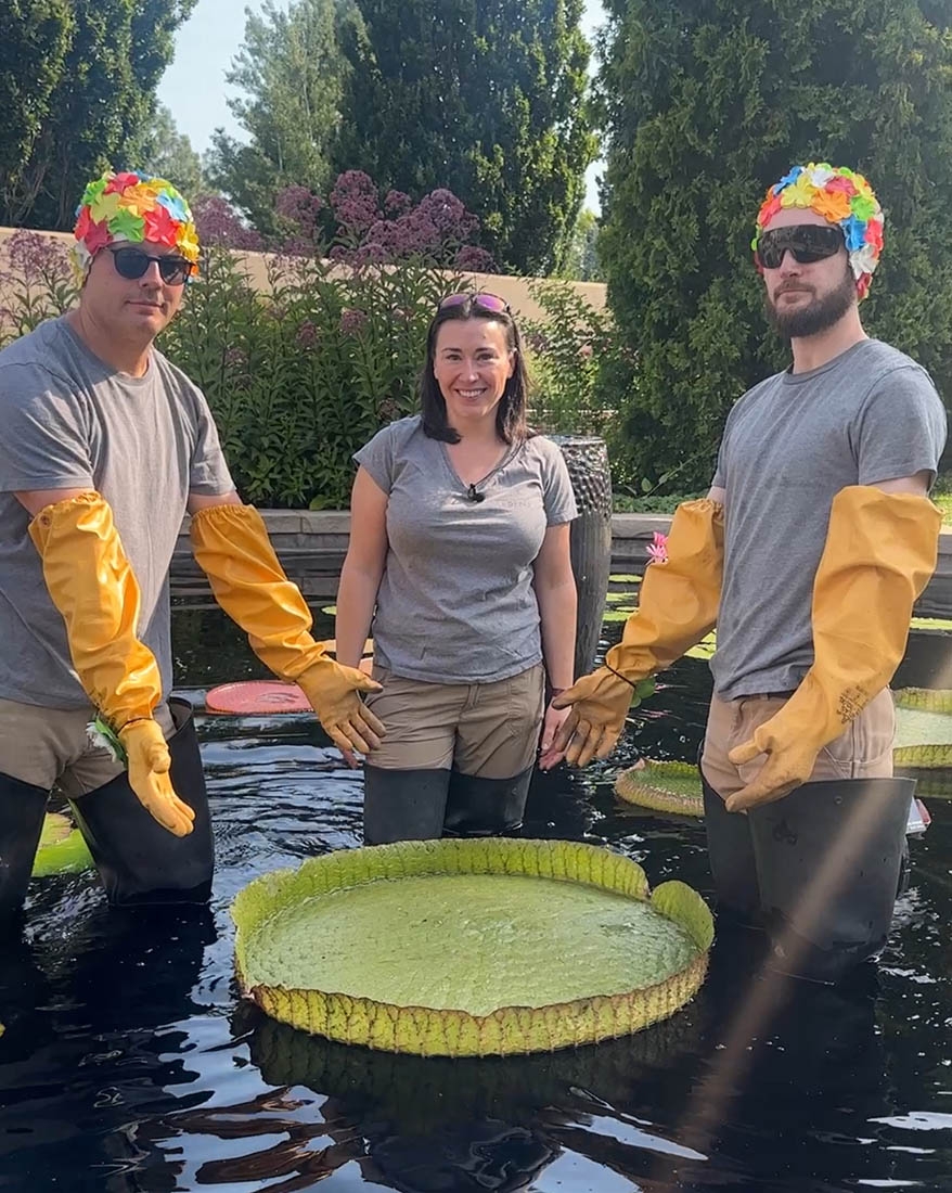 Three people in waders in a pond by a large Victoria water lily leaf