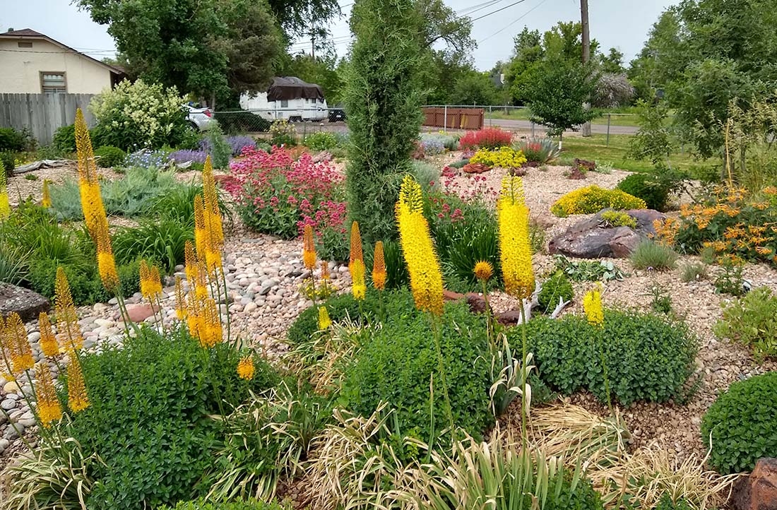 Foxtail lilies