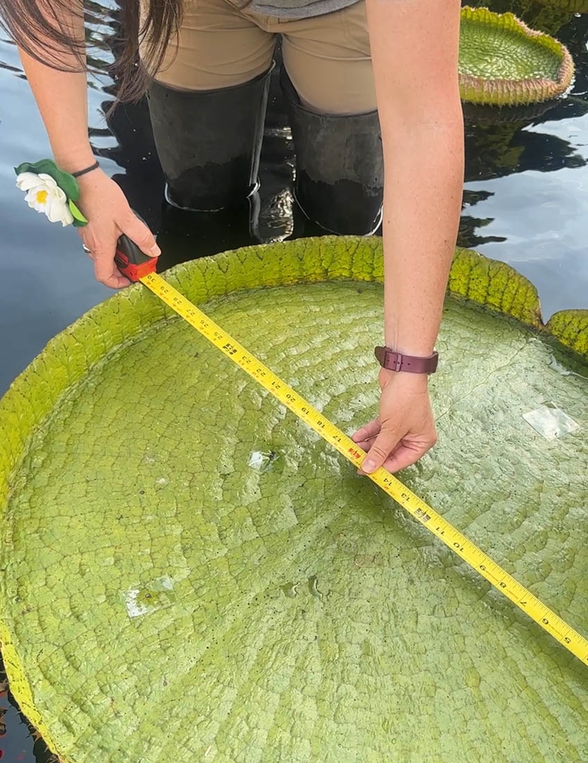 Measuring a waterlily pad with a tape measure