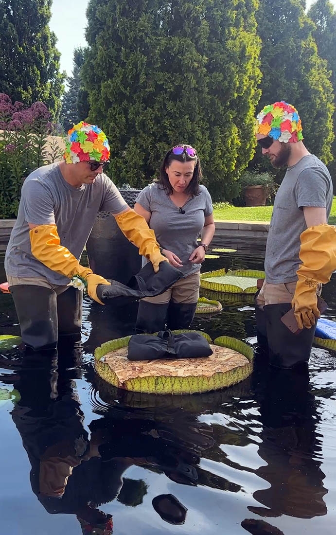 Three people standing in a pond adding weight to a victoria water lily pad