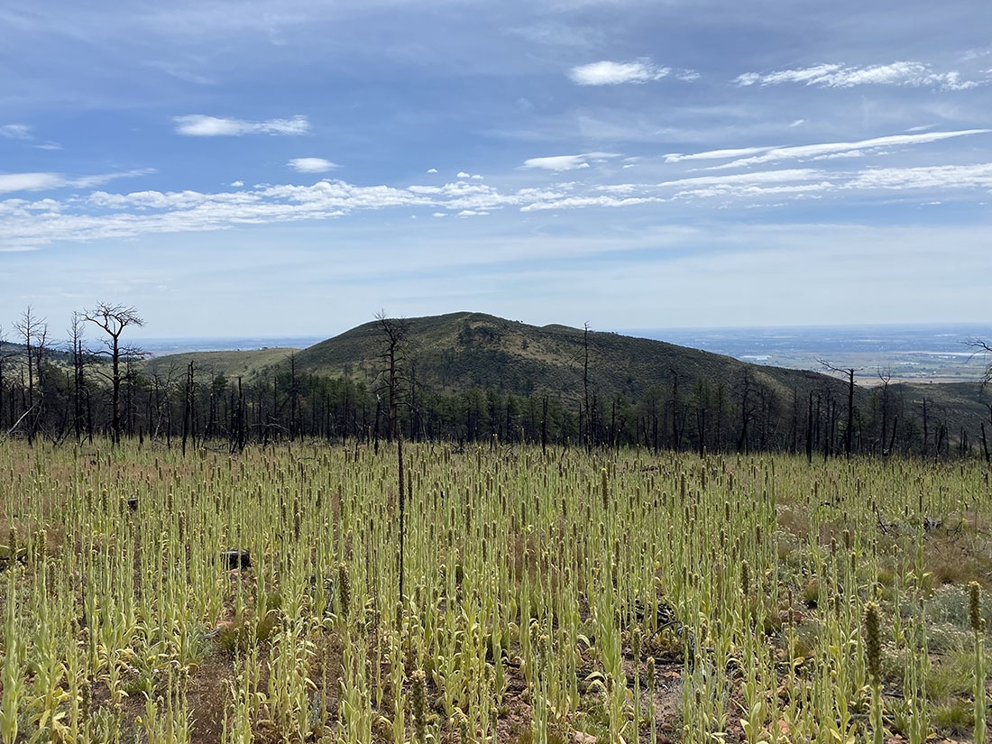 New growth in burn patch after wildfire with mountain in distance