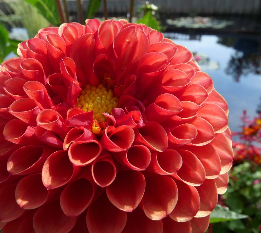 Dahlia 'Brown Sugar'