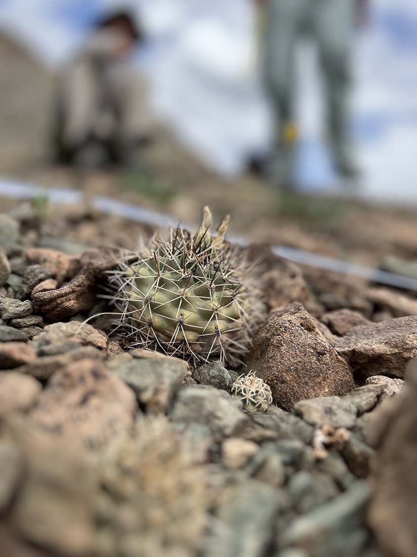 small cactus in foreground with people in background