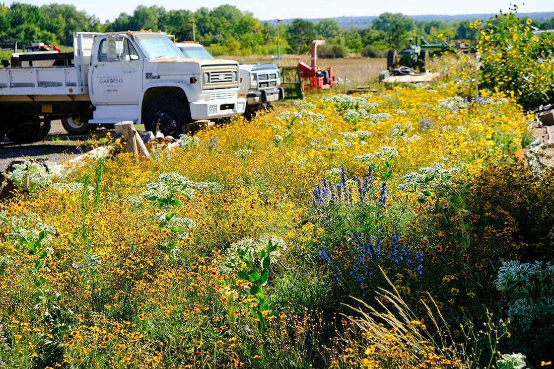 Native plants in foreground with white truck in background