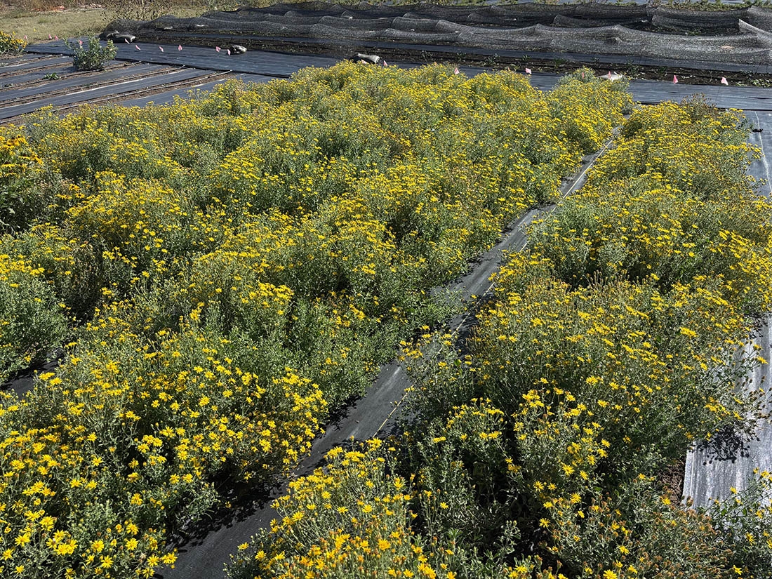 yellow-flowered plants growing in a trial plot