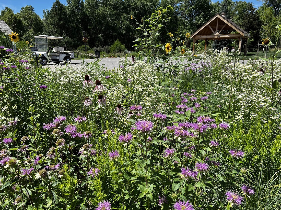 Mesic Prairiette mid summer