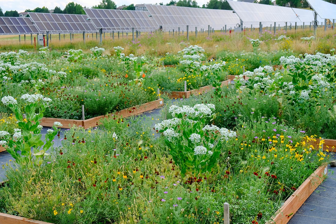 Test plots at Chatfield Farms 12 weeks after sowing
