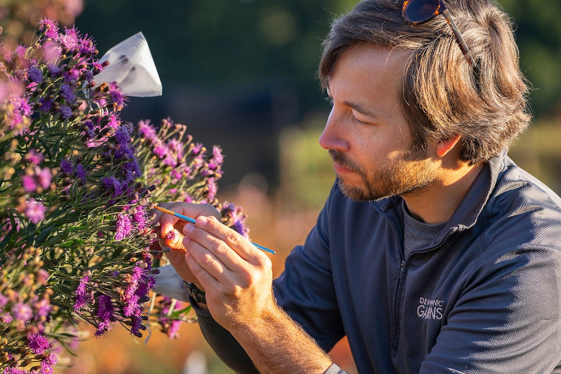 man collecting pollen from purple flowers