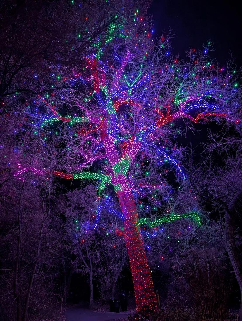 Tall tree wrapped in colorful lights