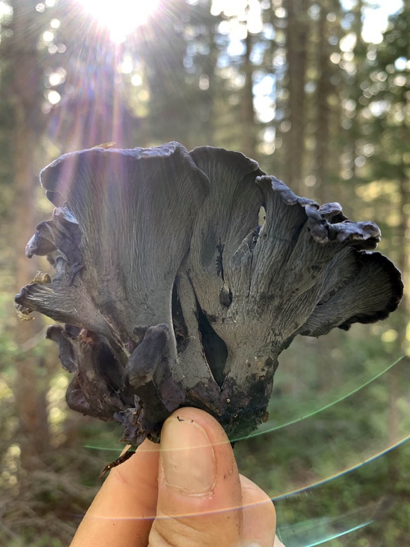 Dark mushroom held by fingers