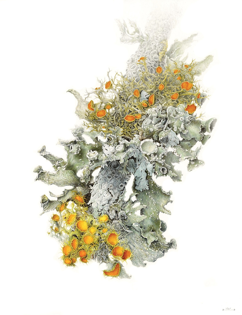  Christiane Fashek, “Spiraling 16x (Physcia aipolia, Ramalina americana, Ramalina complanata, Ramalina sinensis, Teloschistes chrysophthalmus, Teloschistes exilis, Quercus fusiformis, Candelariella vitellina),” colored pencil and watercolor, 2022.