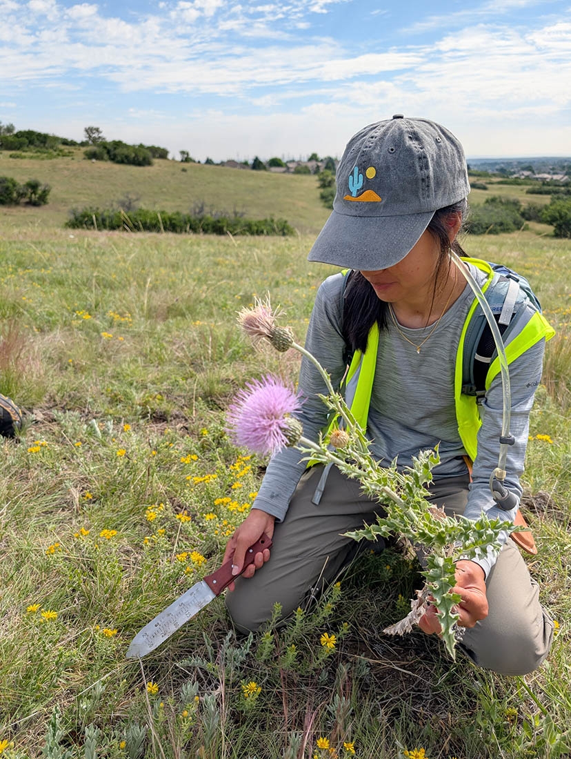 A kneeling woman collects a thistle in one hand and holds a digging tool in the other