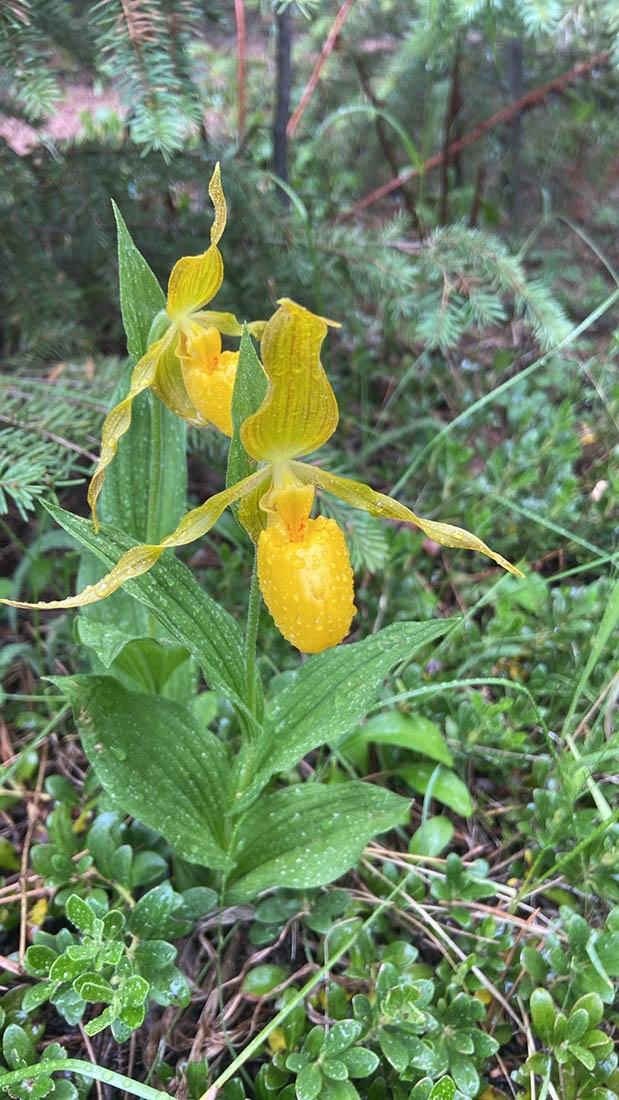 yellow lady slipper 