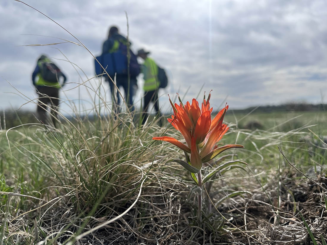 Paintbrush plant poking up in foreground with people in background
