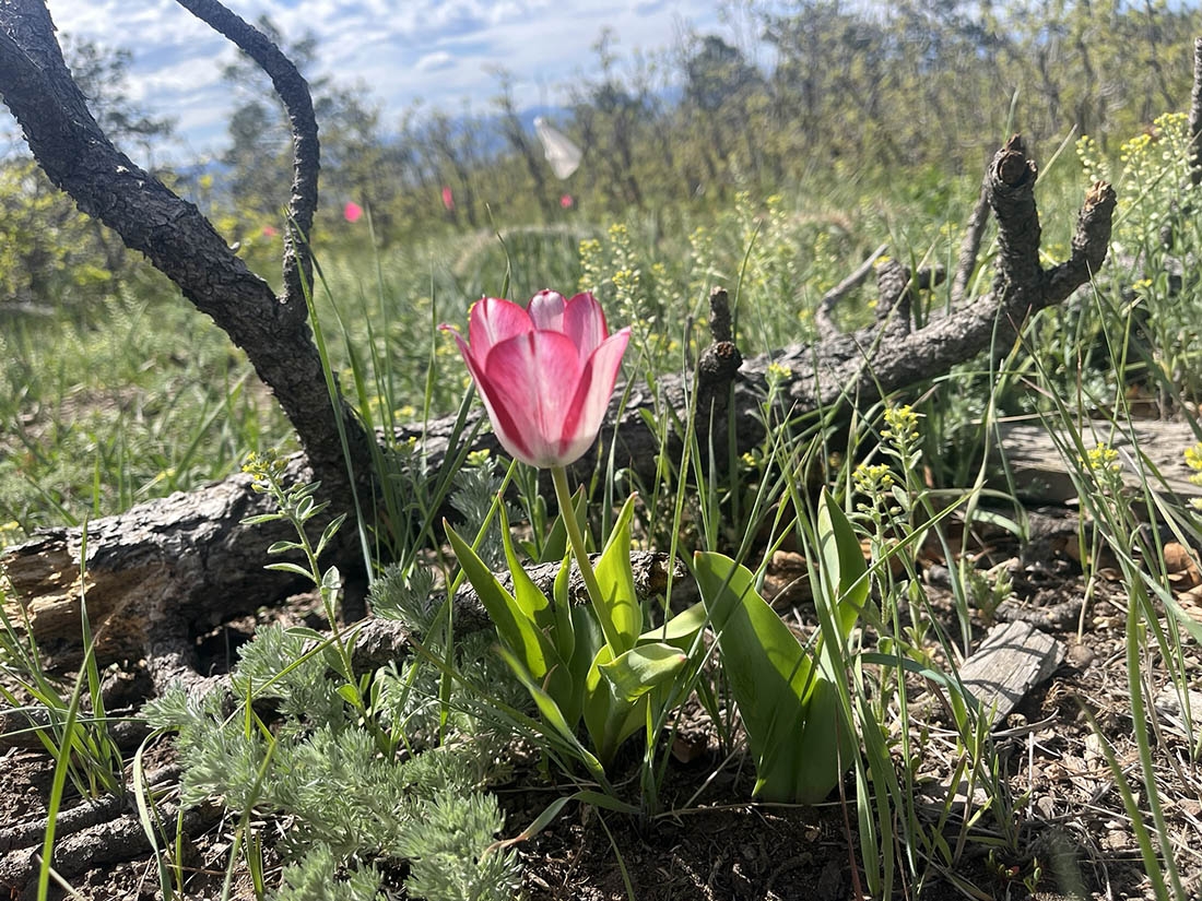 blooming pink tulip by a branch