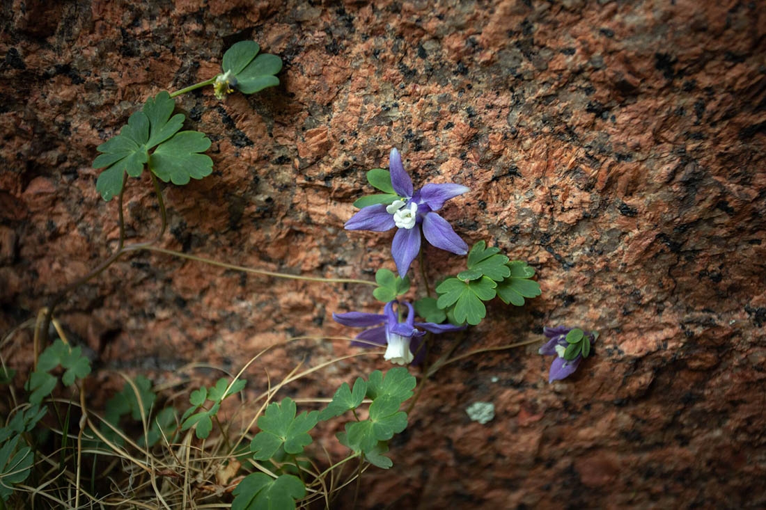 blue columbine among dirt