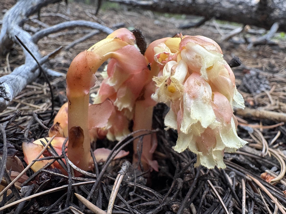 Pinesap fungus among pine needles