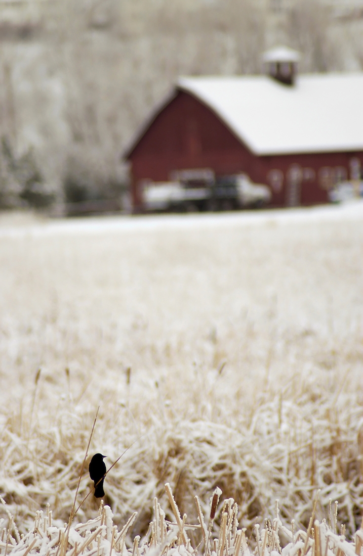 winter field with black bird foreground and barn in background