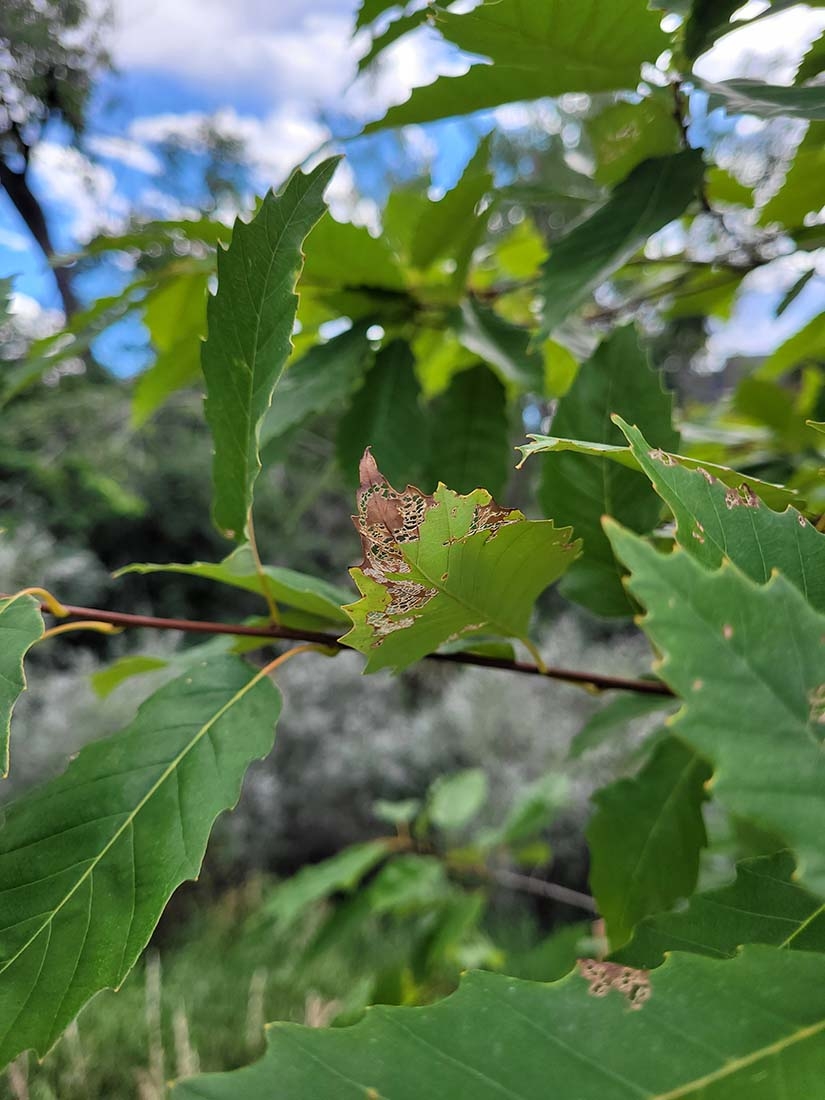 leaves showing damage by Japanese beetles