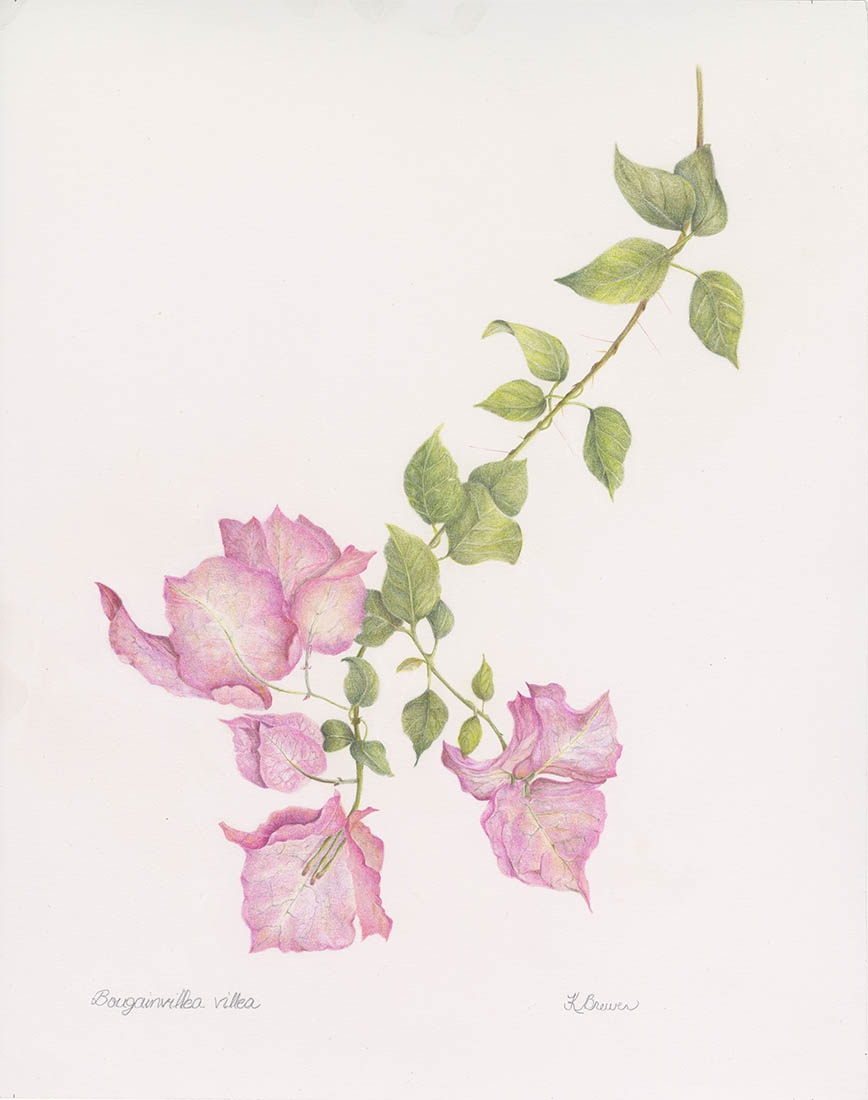 Kathryn Sundseth-Brewer