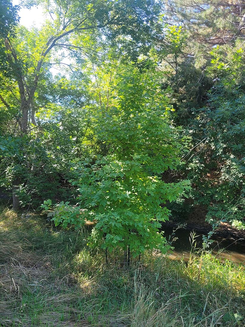 A boxelder tree in a shady spot with a nearby sunbeam